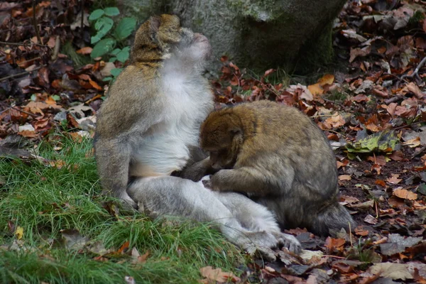 Magot – Macaca sylvanus — Zdjęcie stockowe