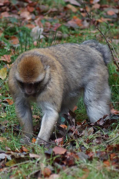 Berberaap - Macaca sylvanus — Stockfoto