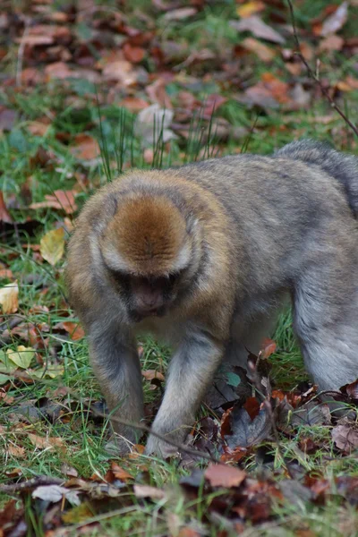 Macaco de Berbería - Macaca sylvanus —  Fotos de Stock