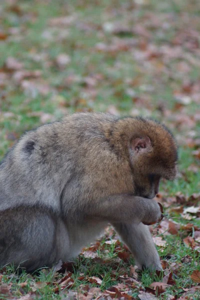Barbary Macaque - Macaca sylvanus — Stock Photo, Image