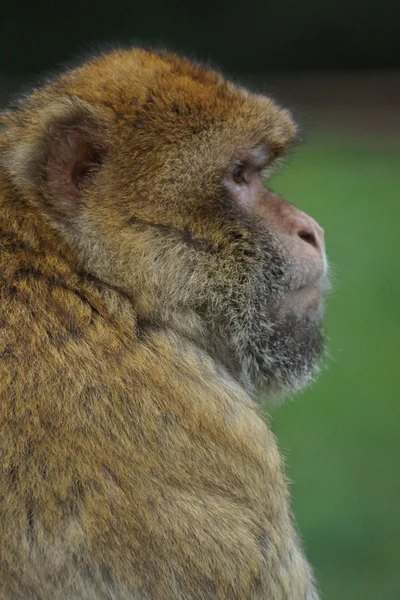 バーバリーマカク - 猿シルバヌス — ストック写真