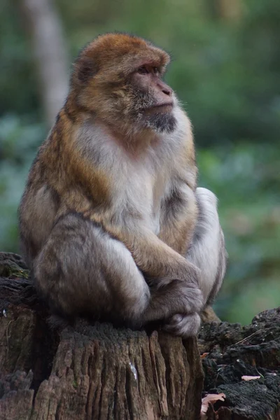 Berberaffe - Macaca sylvanus — Stockfoto