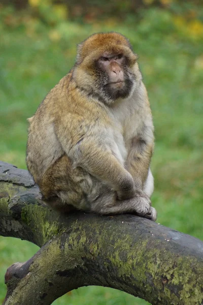 Berberaffe - Macaca sylvanus — Stockfoto