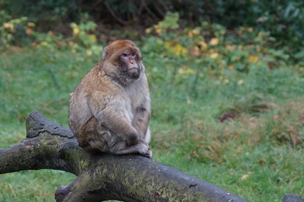 Barbary makak - Macaca sylvanus — Stok fotoğraf