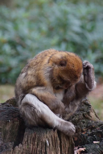 Berberaap - Macaca sylvanus — Stockfoto