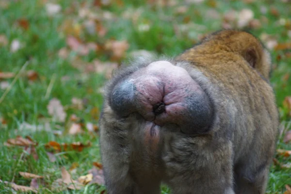Macaco barbaro - Macaca sylvanus — Foto Stock