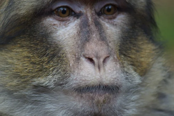 Macaco de Berbería - Macaca sylvanus — Foto de Stock