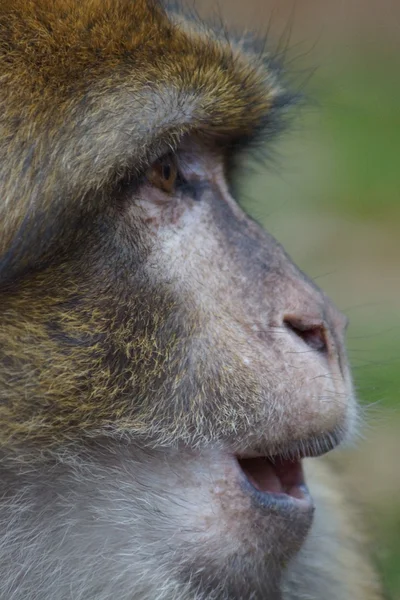 巴巴利猕猴-猕猴西尔瓦努斯 — 图库照片