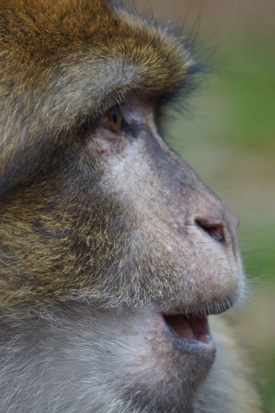 Berberaffe - Macaca sylvanus — Stockfoto