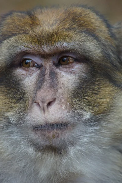 Berberaffe - Macaca sylvanus — Stockfoto