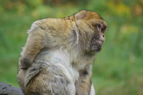 Barbary Macaque - Macaca sylvanus — Fotografie, imagine de stoc