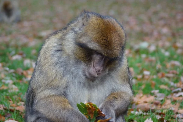 Barbary Macaque - Macaca sylvanus — Stock Photo, Image