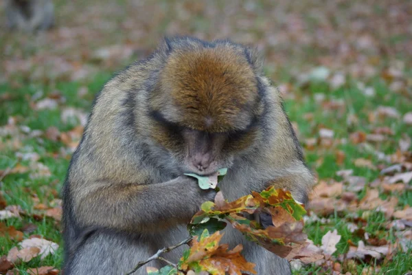 Barbary makak - Macaca sylvanus — Stok fotoğraf