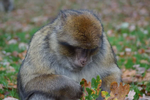 Berberaffe - Macaca sylvanus — Stockfoto