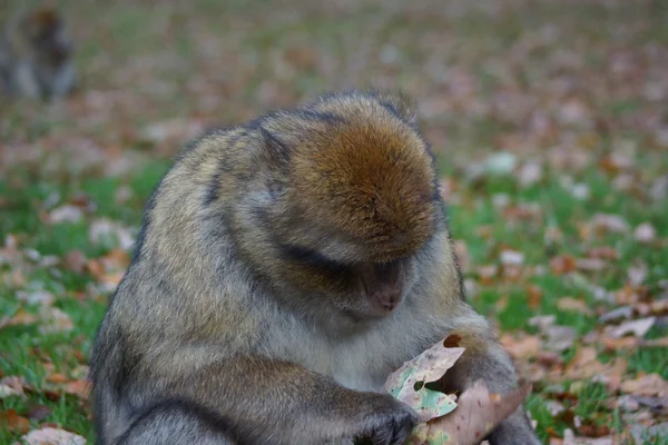 Macaco de Berbería - Macaca sylvanus —  Fotos de Stock