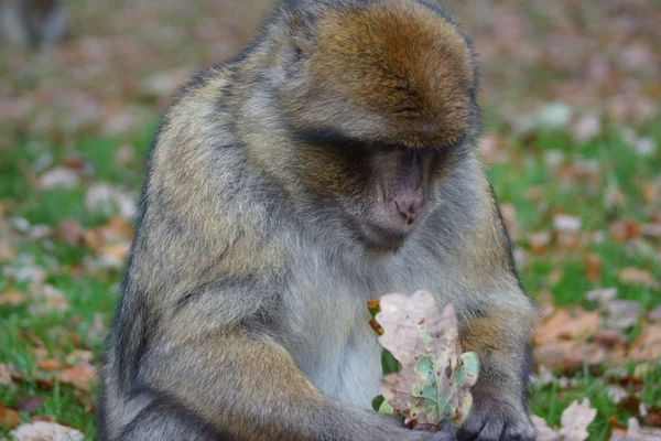 Berberaffe - Macaca sylvanus — Stockfoto