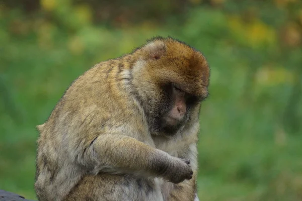 Macaque barbare - Macaca sylvanus — Photo