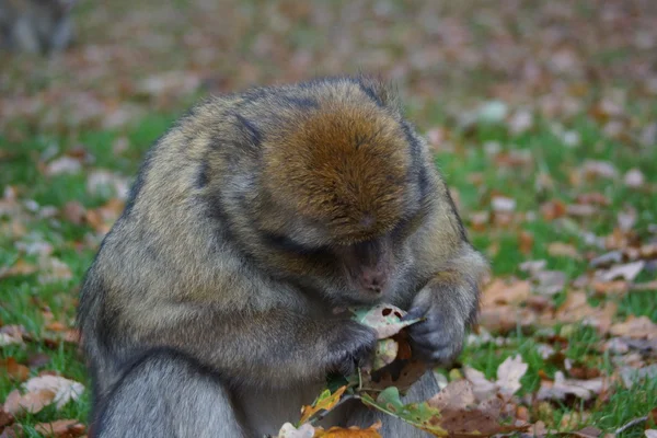 Barbary makak - Macaca sylvanus — Stok fotoğraf
