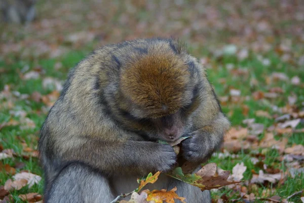 Macaco barbaro - Macaca sylvanus — Foto Stock