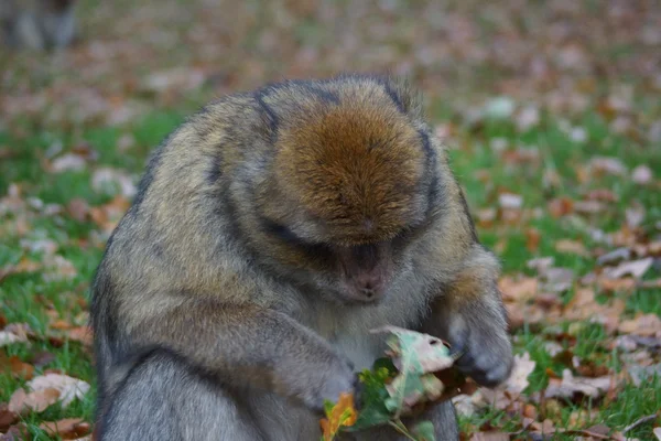 Berberaap - Macaca sylvanus — Stockfoto