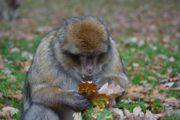 Macaco de Berbería - Macaca sylvanus —  Fotos de Stock