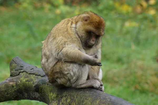 Berberaap - Macaca sylvanus — Stockfoto