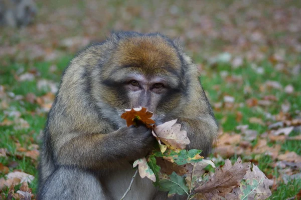 Macaco de Berbería - Macaca sylvanus —  Fotos de Stock