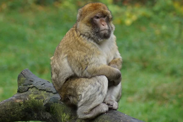 巴巴利猕猴-猕猴西尔瓦努斯 — 图库照片