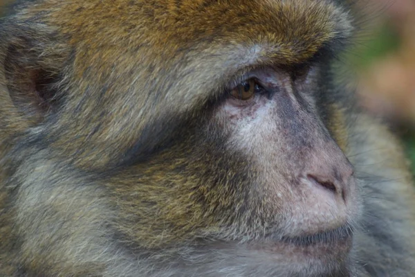 Berberaffe - Macaca sylvanus — Stockfoto