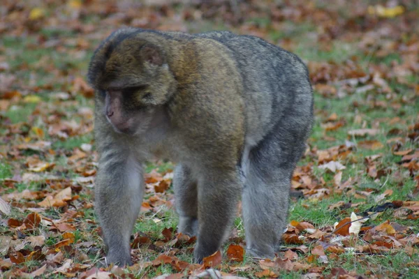 Barbary makak - Macaca sylvanus — Stockfoto