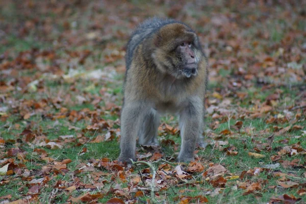 Barbary Macaque - Macaca sylvanus — Stock Photo, Image