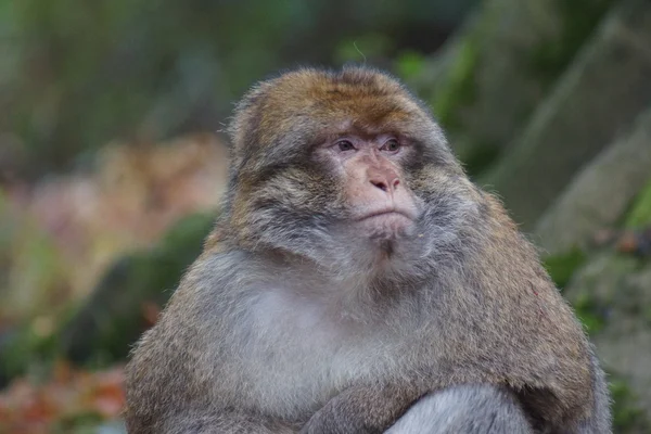 Berberaffe - Macaca sylvanus — Stockfoto