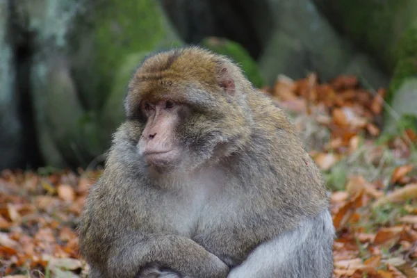 Macaco de Berbería - Macaca sylvanus — Foto de Stock