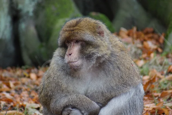 Barbary Macaque - Macaca sylvanus — Stock Photo, Image