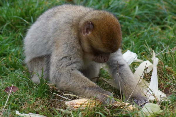 Barbary makak - Macaca sylvanus — Stockfoto