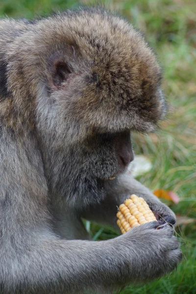 Barbary makak - Macaca sylvanus — Stockfoto