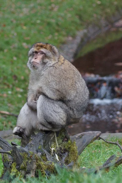 Barbary makak - Macaca sylvanus — Stok fotoğraf