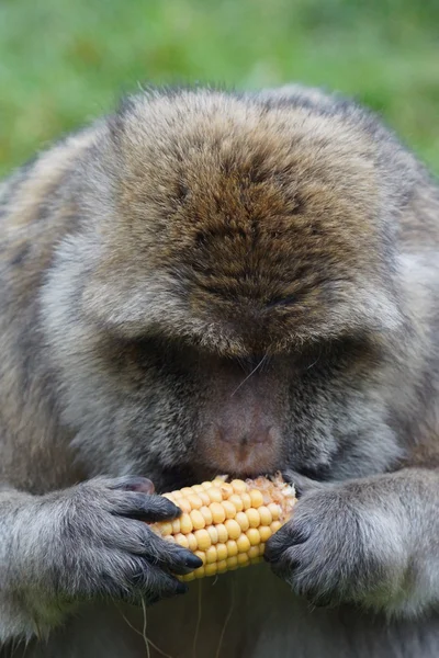 Macaco barbaro - Macaca sylvanus — Foto Stock