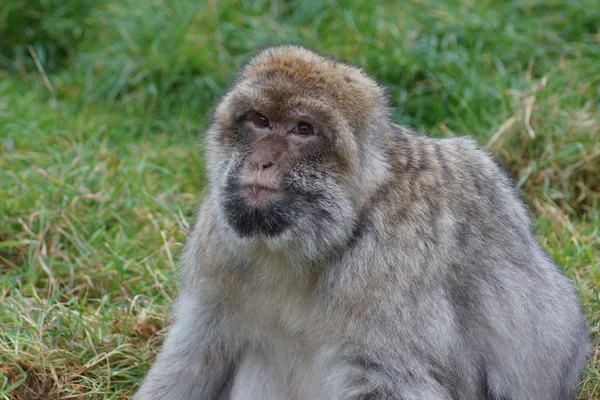 Berberaffe - Macaca sylvanus — Stockfoto