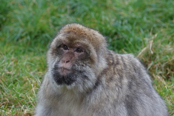 Berberaap - Macaca sylvanus — Stockfoto