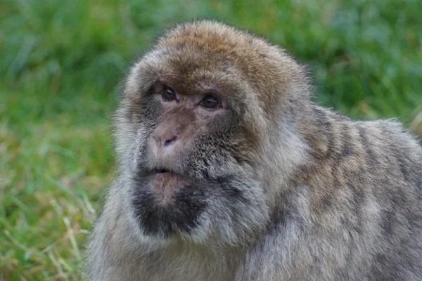 Berberaap - Macaca sylvanus — Stockfoto