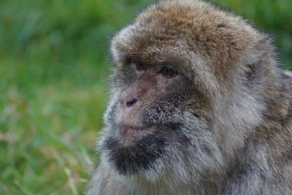 Barbary makak - Macaca sylvanus — Stockfoto