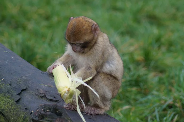 Barbary Macaque - Macaca sylvanus — Stock Photo, Image