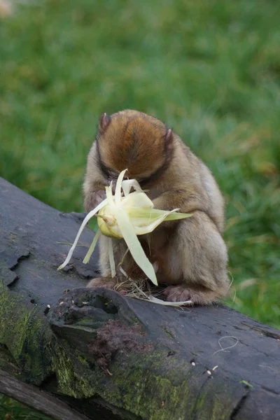 Barbary Macaque - Macaca sylvanus — Stock Photo, Image