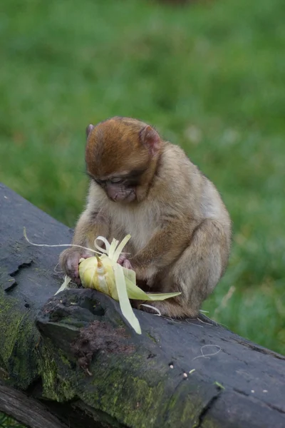 Barbary Macaque - Macaca sylvanus — Stock Photo, Image