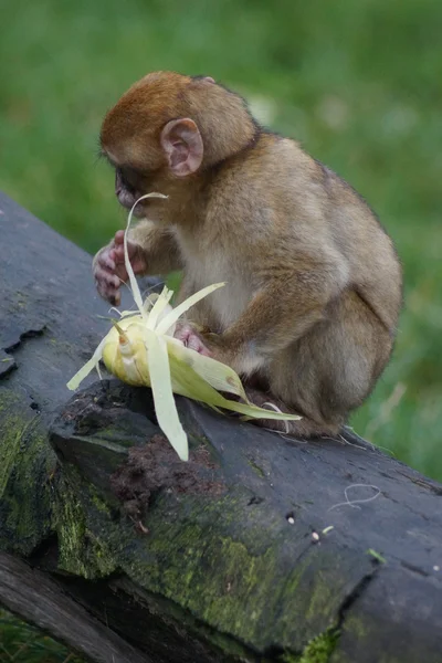 Barbary Macaque - Macaca sylvanus — Stock Photo, Image