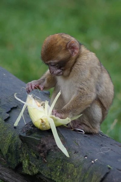 Macaco de Berbería - Macaca sylvanus —  Fotos de Stock