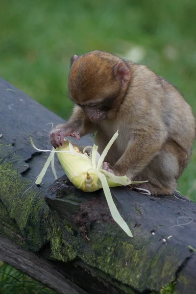 Magot – Macaca sylvanus — Zdjęcie stockowe