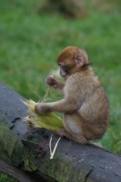 Macaco-bárbaro - Macaca sylvanus — Fotografia de Stock