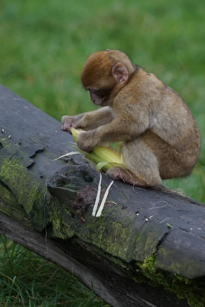 Macaco-bárbaro - Macaca sylvanus — Fotografia de Stock